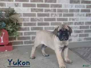 Bullmastiff dogs Yukon - Ad 2