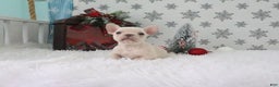 French Bulldog dogs for sale: Daisy - Ad 4
