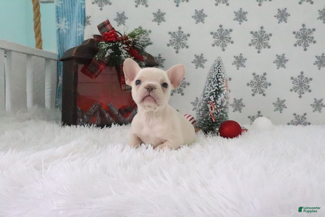 French Bulldog dogs for sale: Daisy - Ad 4
