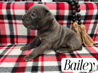 Cane Corso dogs Bailey - Ad 25