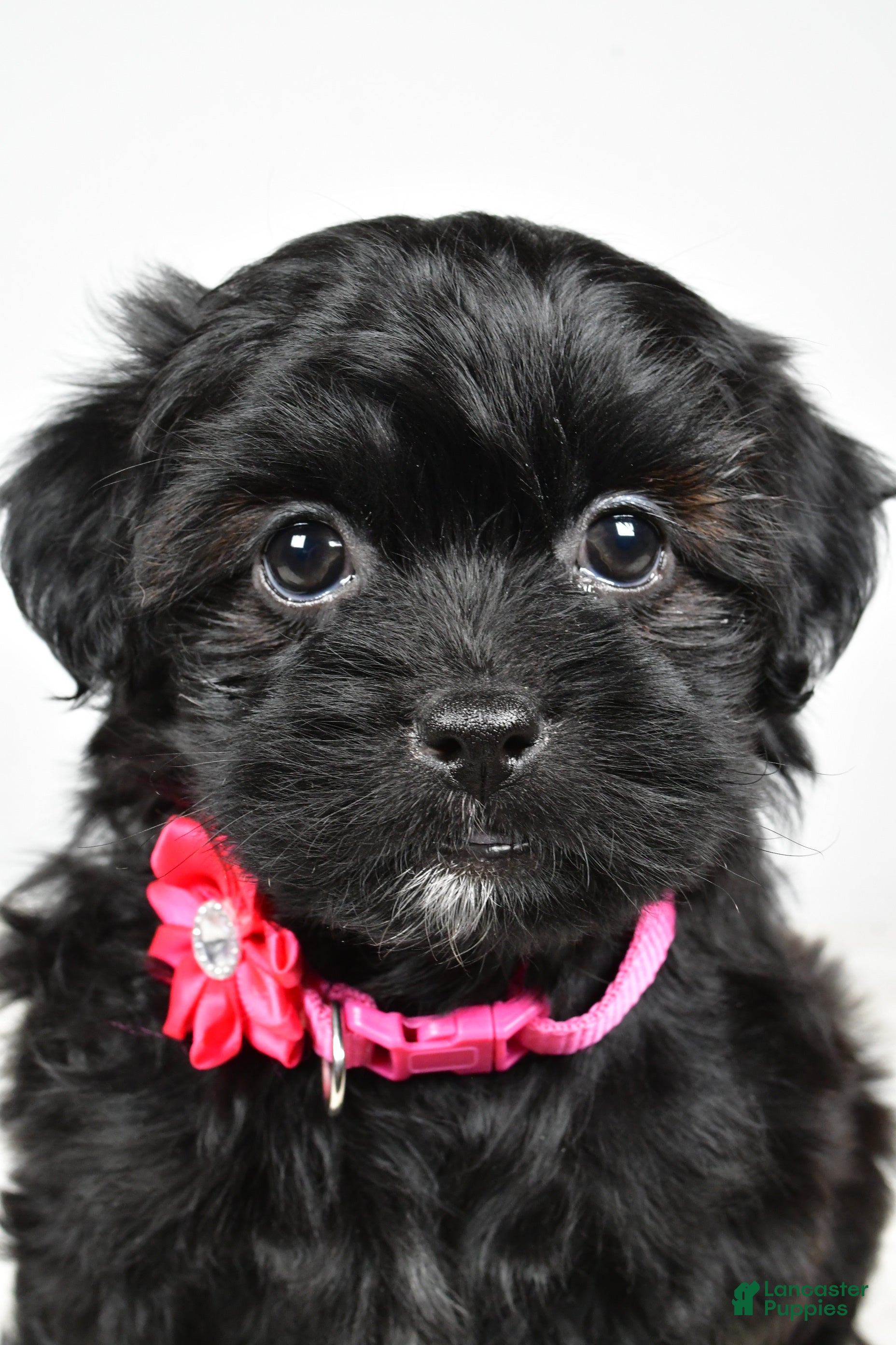Shihpoo dogs Izzy - Ad 2