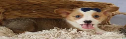 Welsh Corgi Pembroke dogs for sale: Zander 🐾 - Ad 14