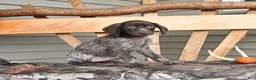 German Shorthaired Pointer dogs for sale: Wander - Ad 3