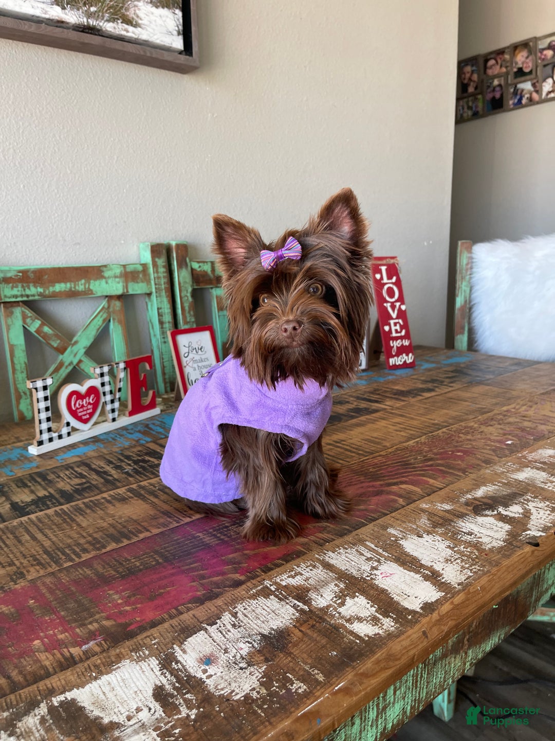 Yorkshire Terrier dogs for sale: KB Chocolate Girl Coco 🩷 - Ad 6