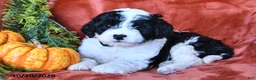 Bernedoodle dogs for sale: Bertha  - Ad 3
