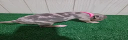American Bully dogs for sale: American Bully XL Puppy 7 (Pink Collar) - Ad 3