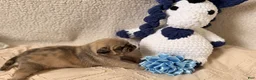 Pug dogs for sale: Pug Puppy 1 Canelo  - Ad 4