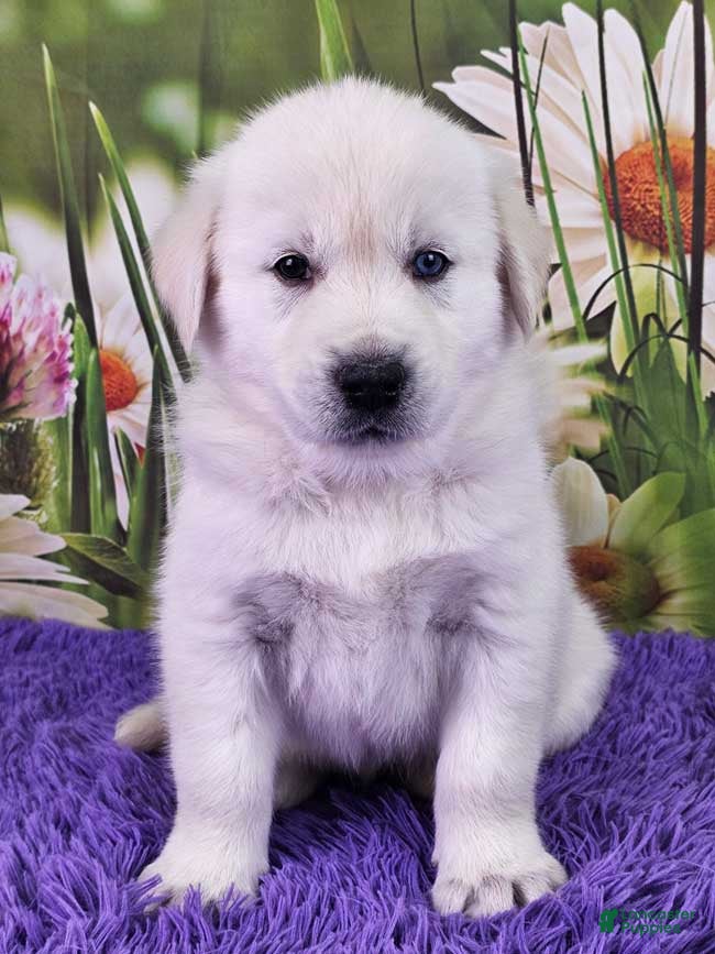 Goberian dogs Miko - Ad 21