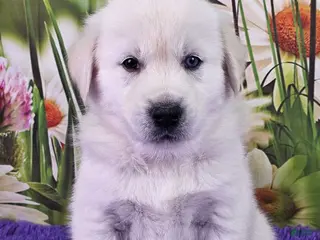 Goberian dogs Miko - Ad 21