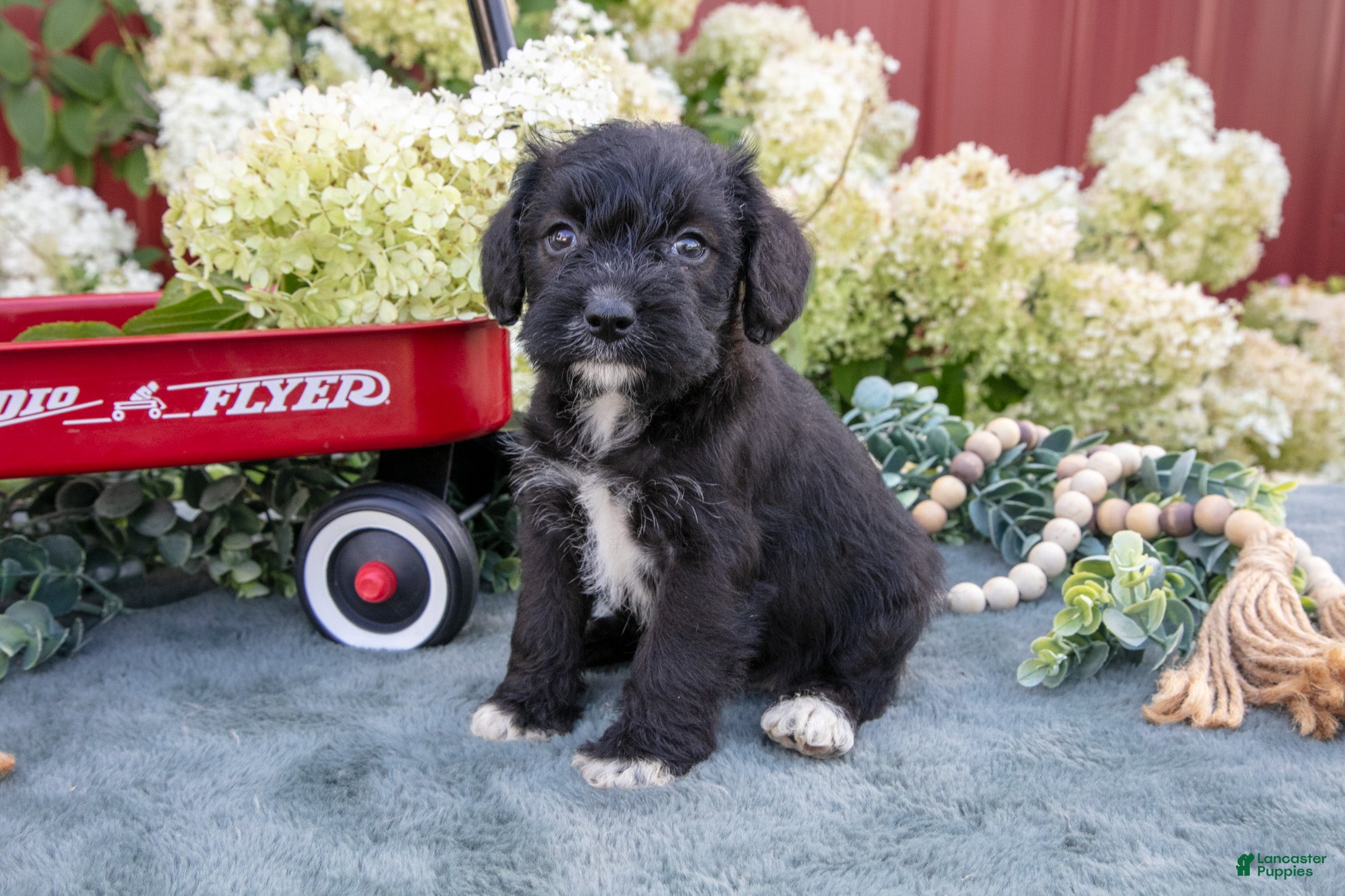 Schnoodle dogs Hannah - Ad 1