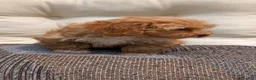 Havapoo dogs for sale: Bella - Ad 10