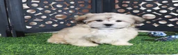 Shorkie dogs for sale: Pumpkin Playful Male Shorkie Puppy - Ad 2