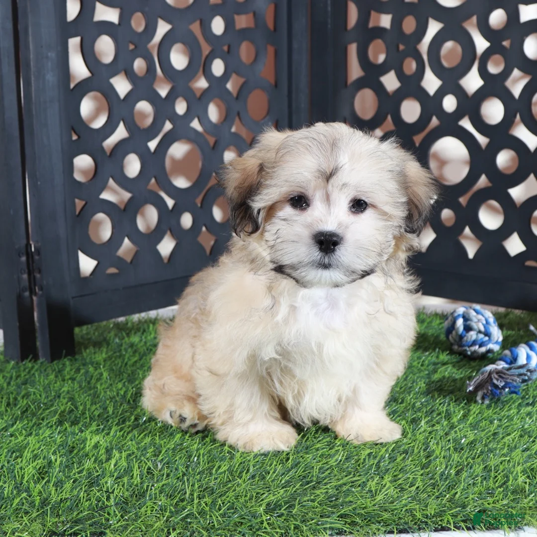 Shorkie dogs for sale: Pumpkin Playful Male Shorkie Puppy - Ad 2