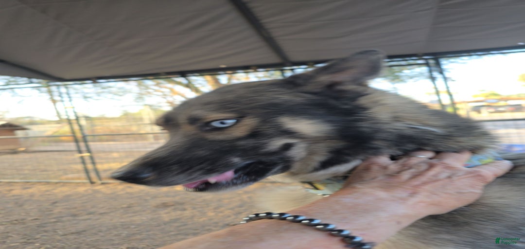 Gallery Image {{count}}