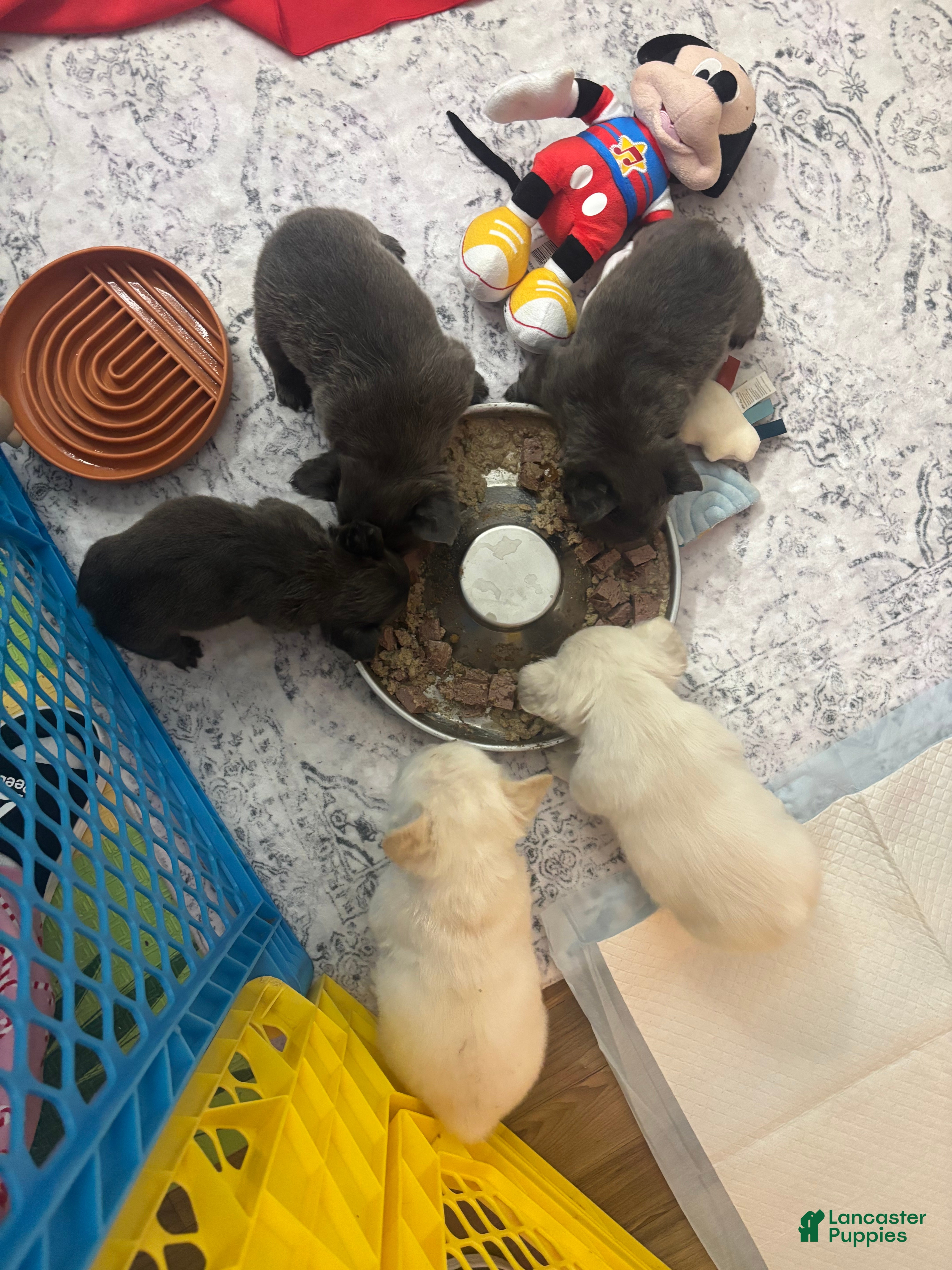 French Bulldog dogs French Bulldog Puppy 3 - Ad 2