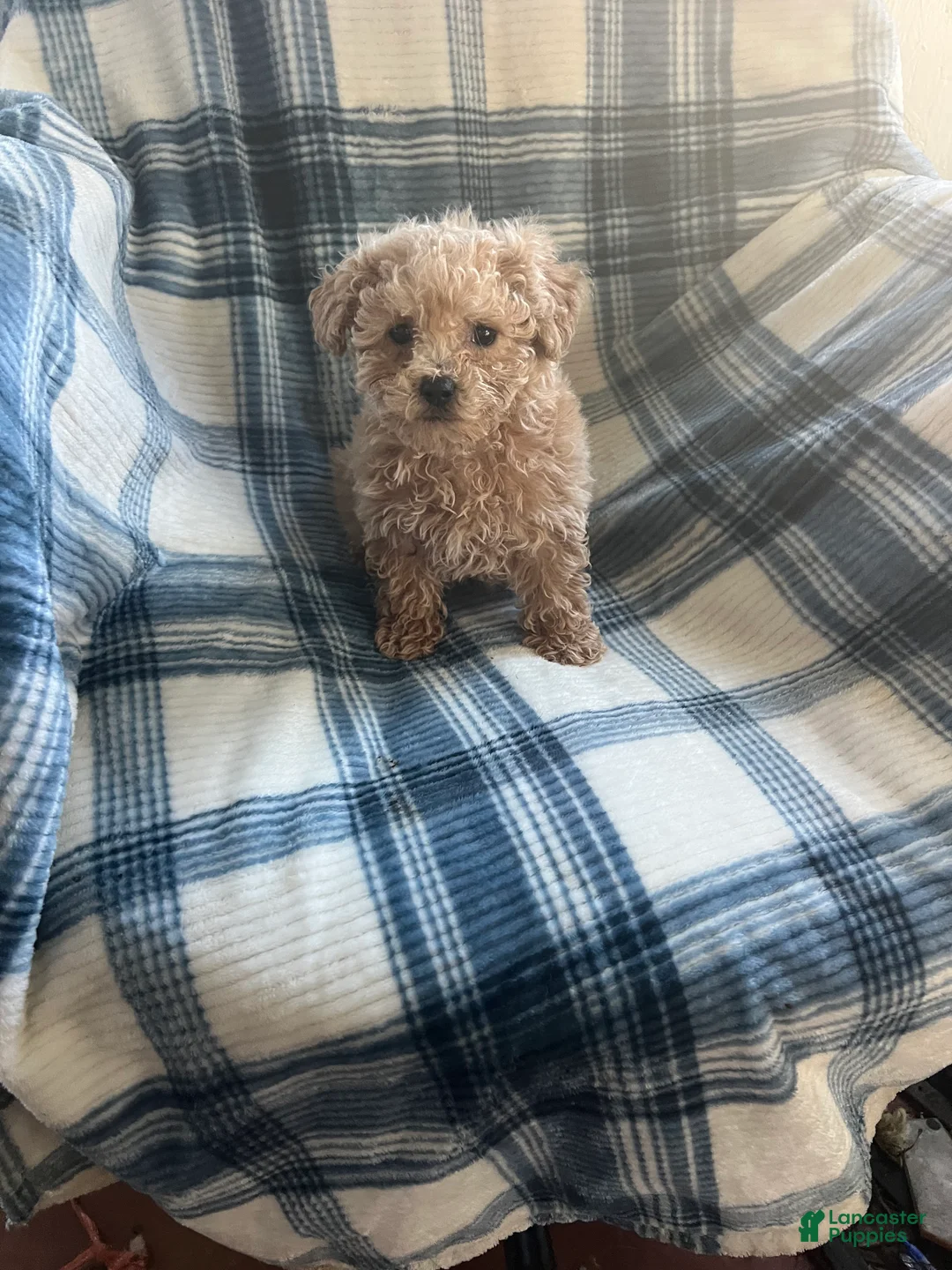 Shihpoo dogs for sale: Peanut (shih-poo) - Ad 4