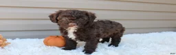 Cavapoo dogs for sale: Jasper - Ad 5
