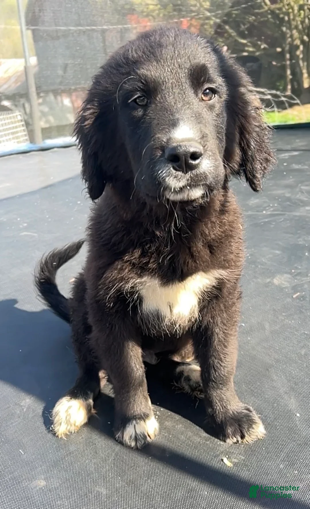 Mixed Breed dogs for sale: Elvis - Ad 3