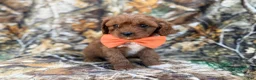 Cavapoo dogs for sale: Nacho - Ad 7