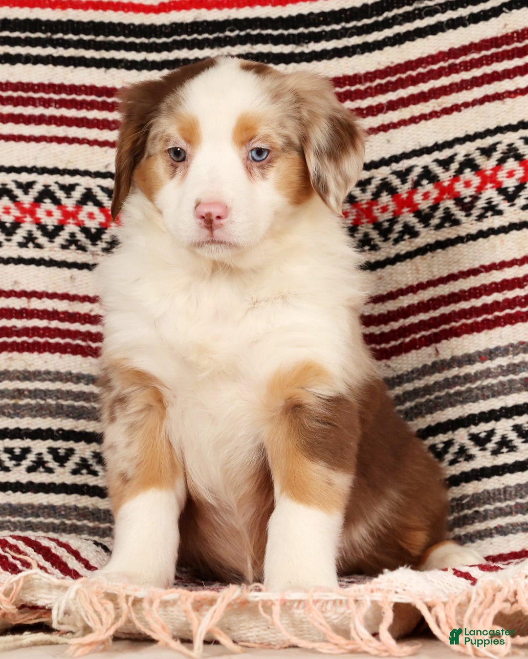 Australian Shepherd dogs for sale: Goldie - Ad 6
