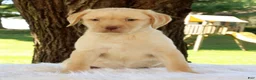 Labrador Retriever dogs for sale: Lola - Ad 2