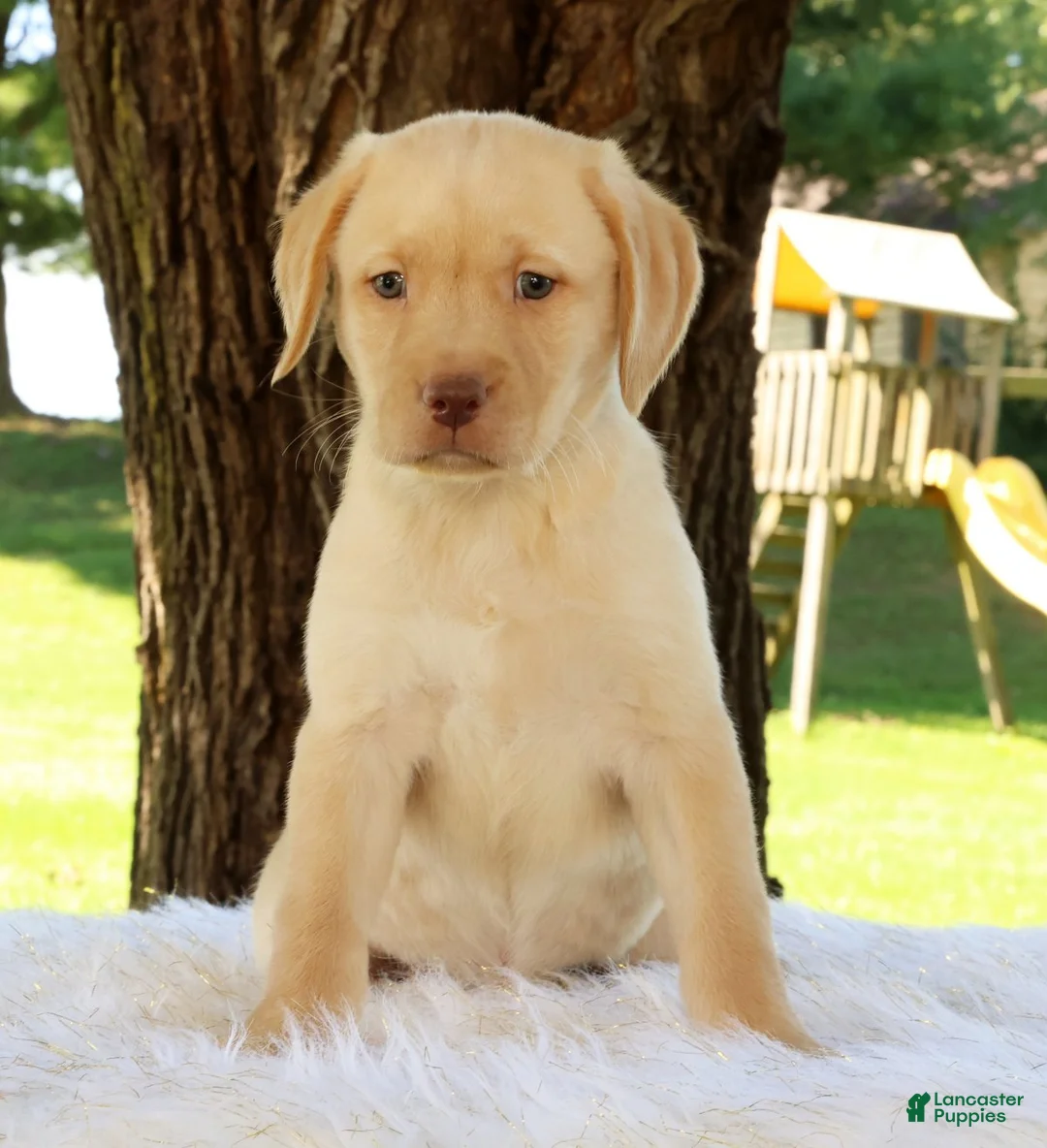 Labrador Retriever dogs for sale: Lola - Ad 2