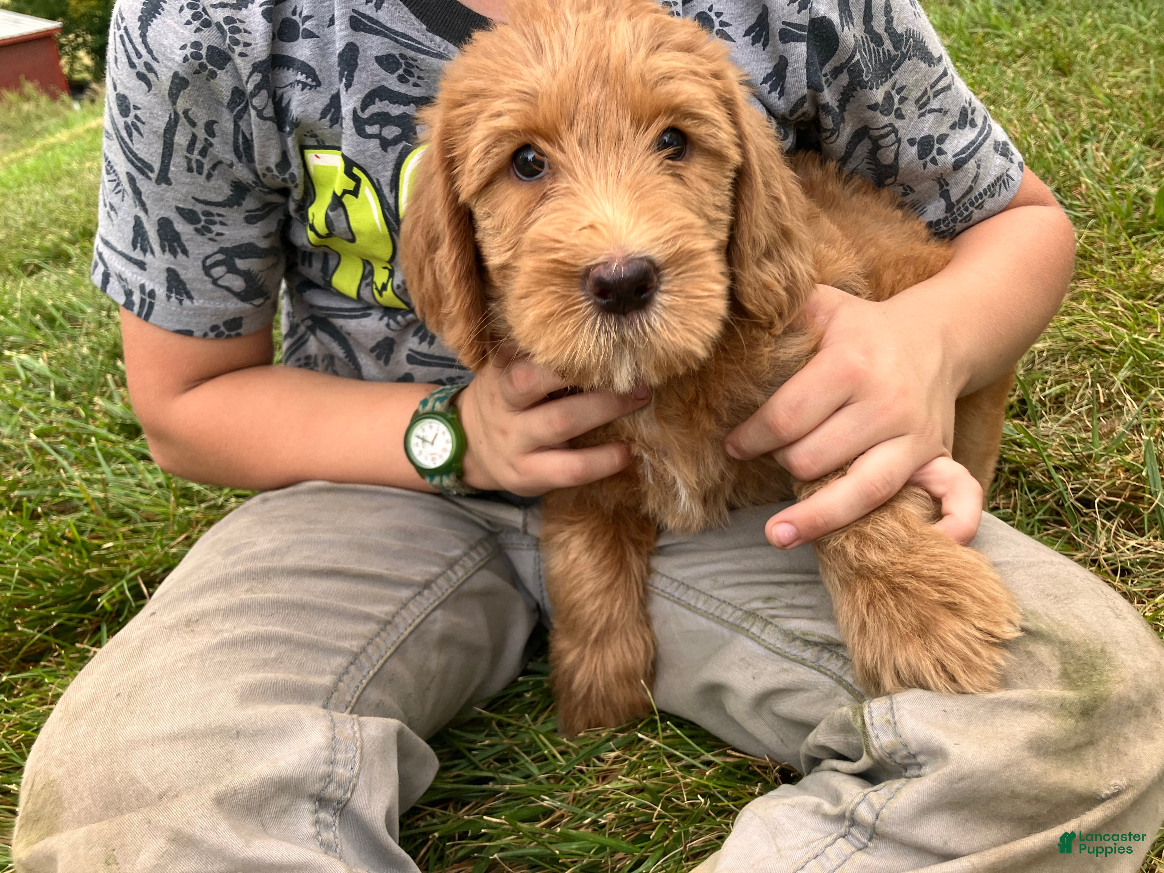 Labradoodle dogs Fern - Ad 1