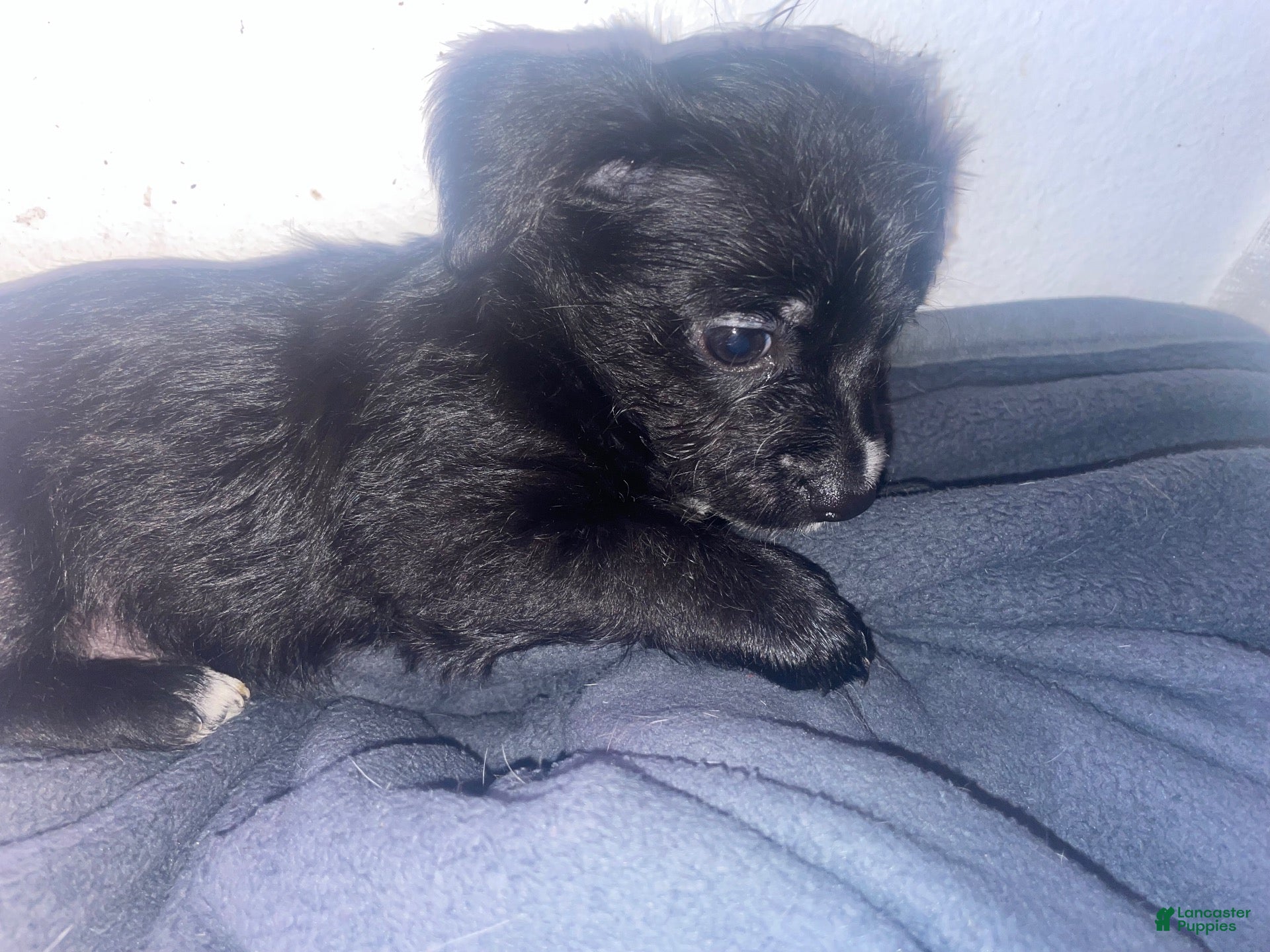 Chorkie dogs for sale: Chorkie 1 - Ad 42