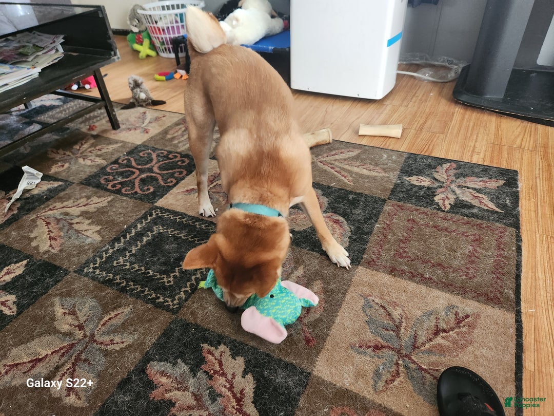 Shiba Inu dogs for stud: Akio Prince Zeke Apache Lou - Ad 10