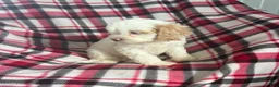 Cavapoo dogs for sale: Trudy Kay-Girl-Cavapoo  - Ad 5