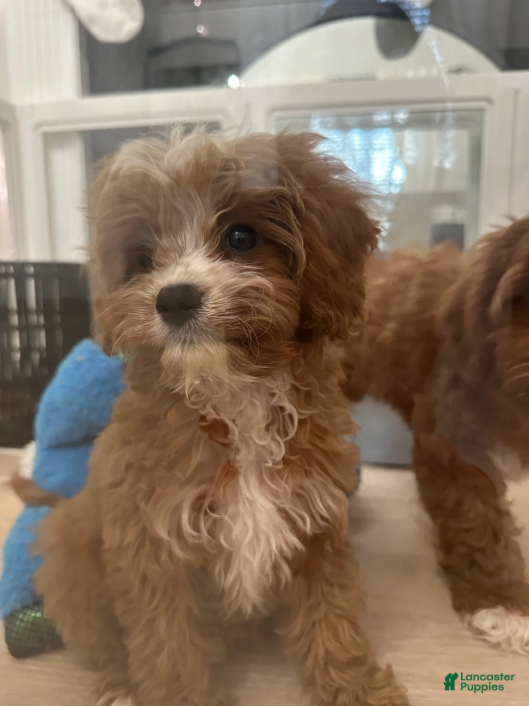 Gallery Image {{count}}