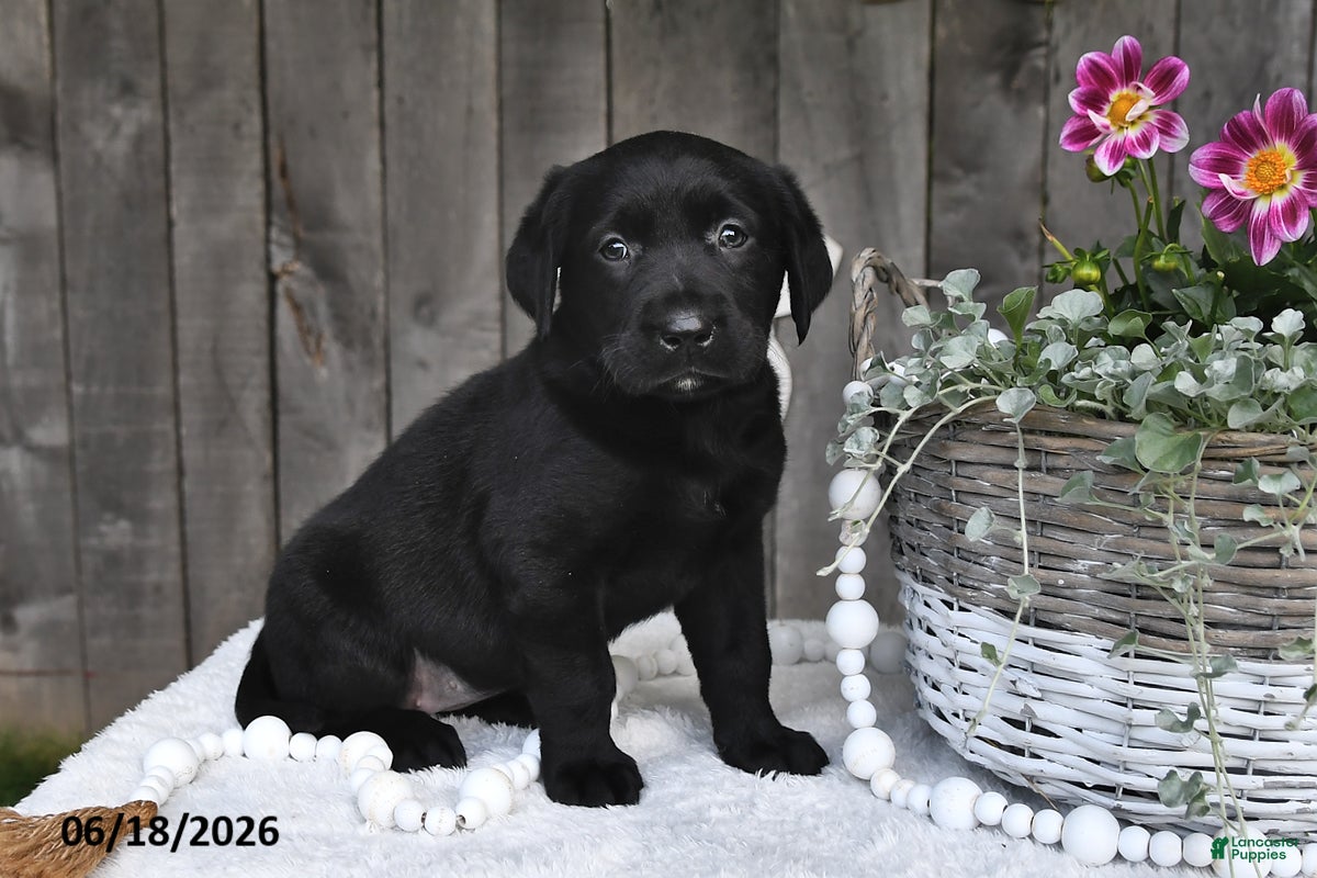 Labrador Retriever dogs Rita - Ad 1