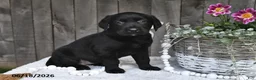 Labrador Retriever dogs for sale: Rita - Ad 1