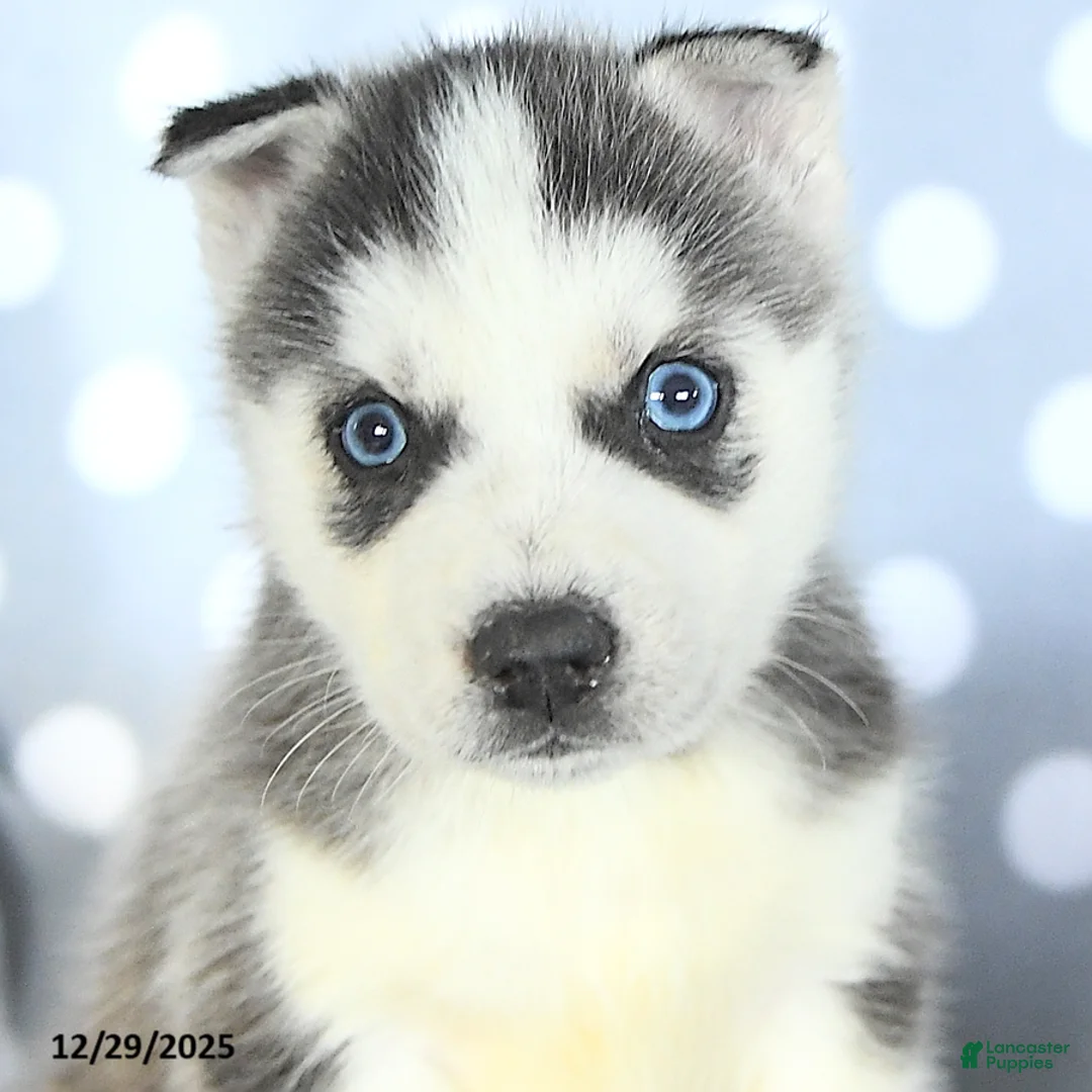 Siberian Husky dogs for sale: Radar - Ad 9