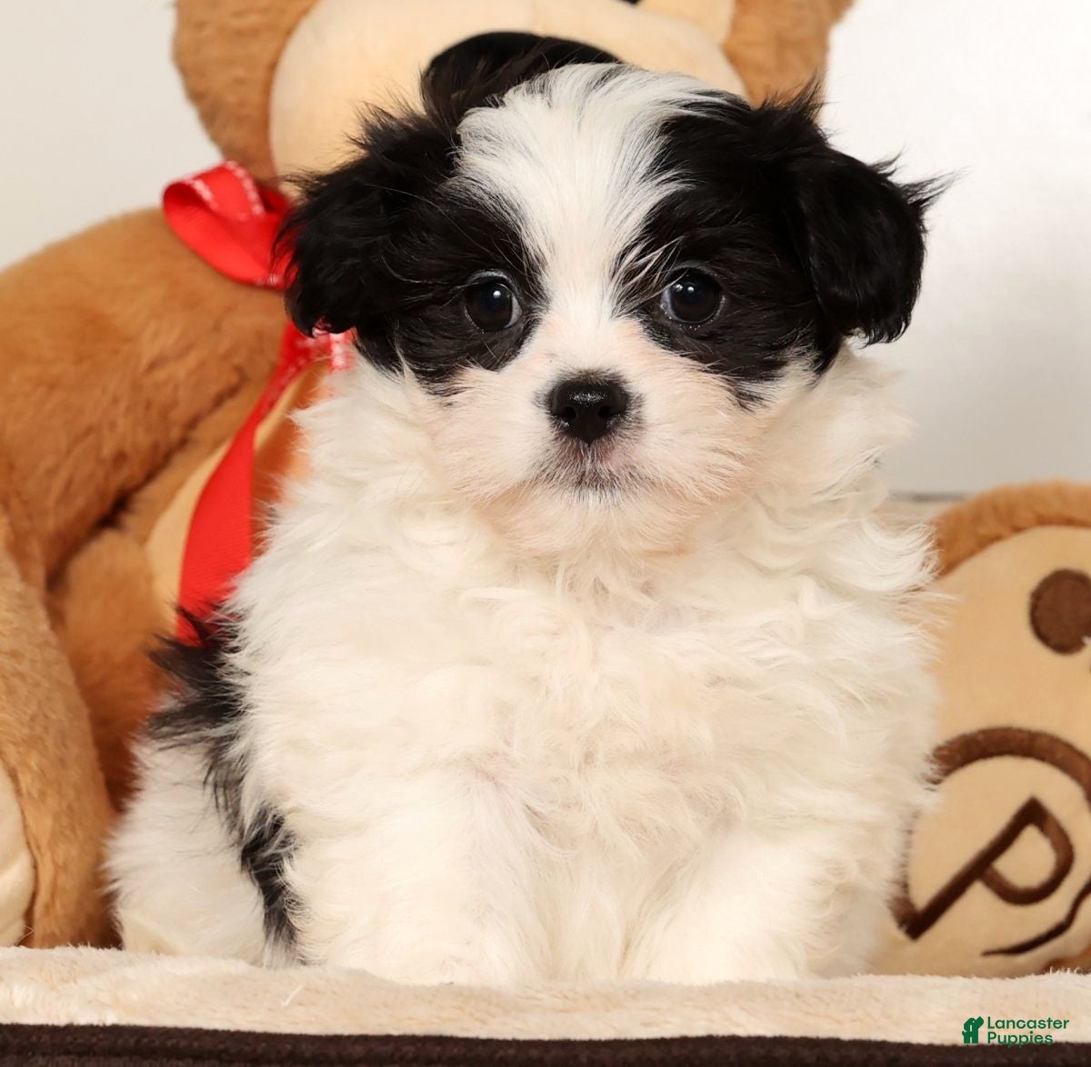 Malshi dogs Jasper - Ad 7