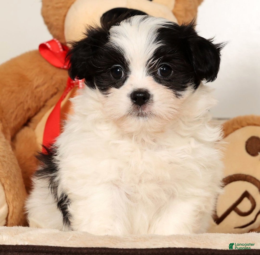 Malshi dogs for sale: Jasper - Ad 1