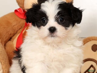 Malshi dogs Jasper - Ad 3