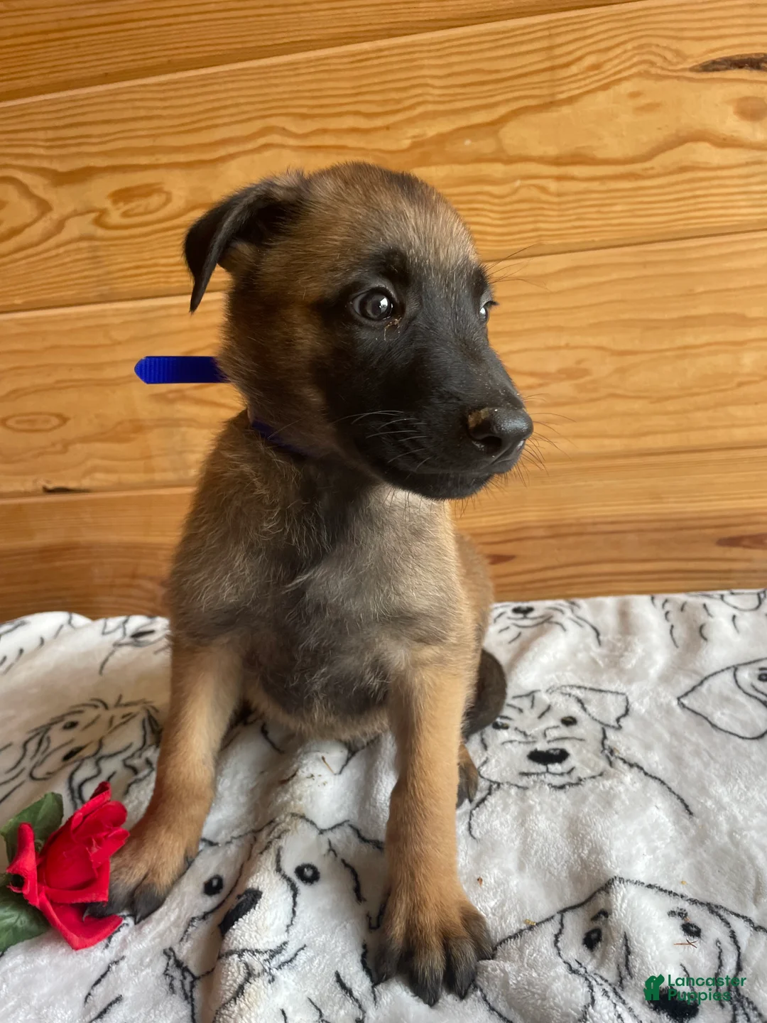 Belgian Malinois dogs for sale: Nitro - Ad 2