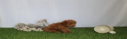 Toy Poodle dogs for sale: AKC Casey (tiny) - Ad 4