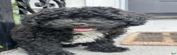 Shihpoo dogs for sale: Matcha - Ad 5