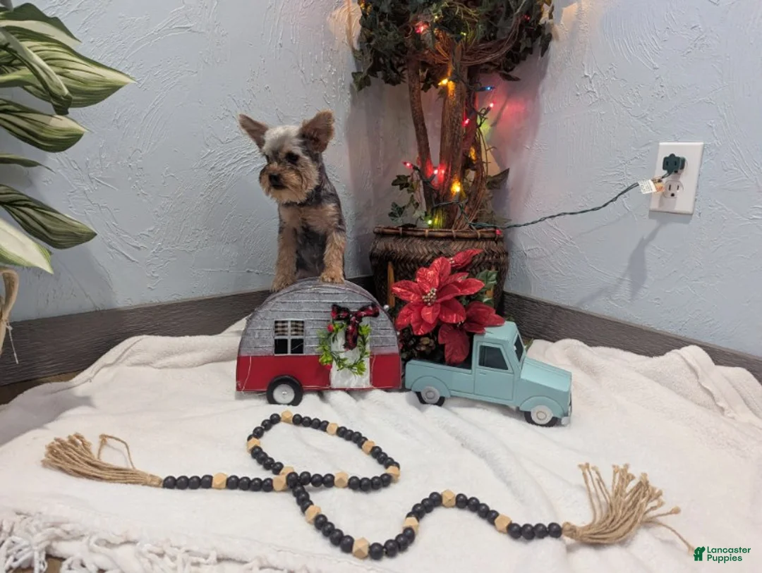 Yorkshire Terrier dogs for sale: Mike - Ad 5