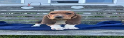 Basset Hound dogs for sale: Jasper - Ad 2