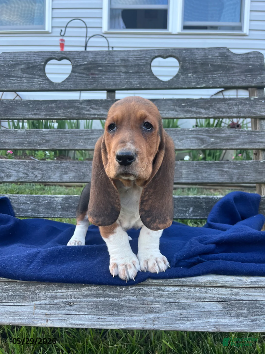 Basset Hound dogs for sale: Jasper - Ad 2