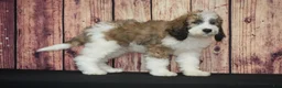 Saint Berdoodles dogs for sale: Saint Berdoodles Puppy 7 - Ad 1