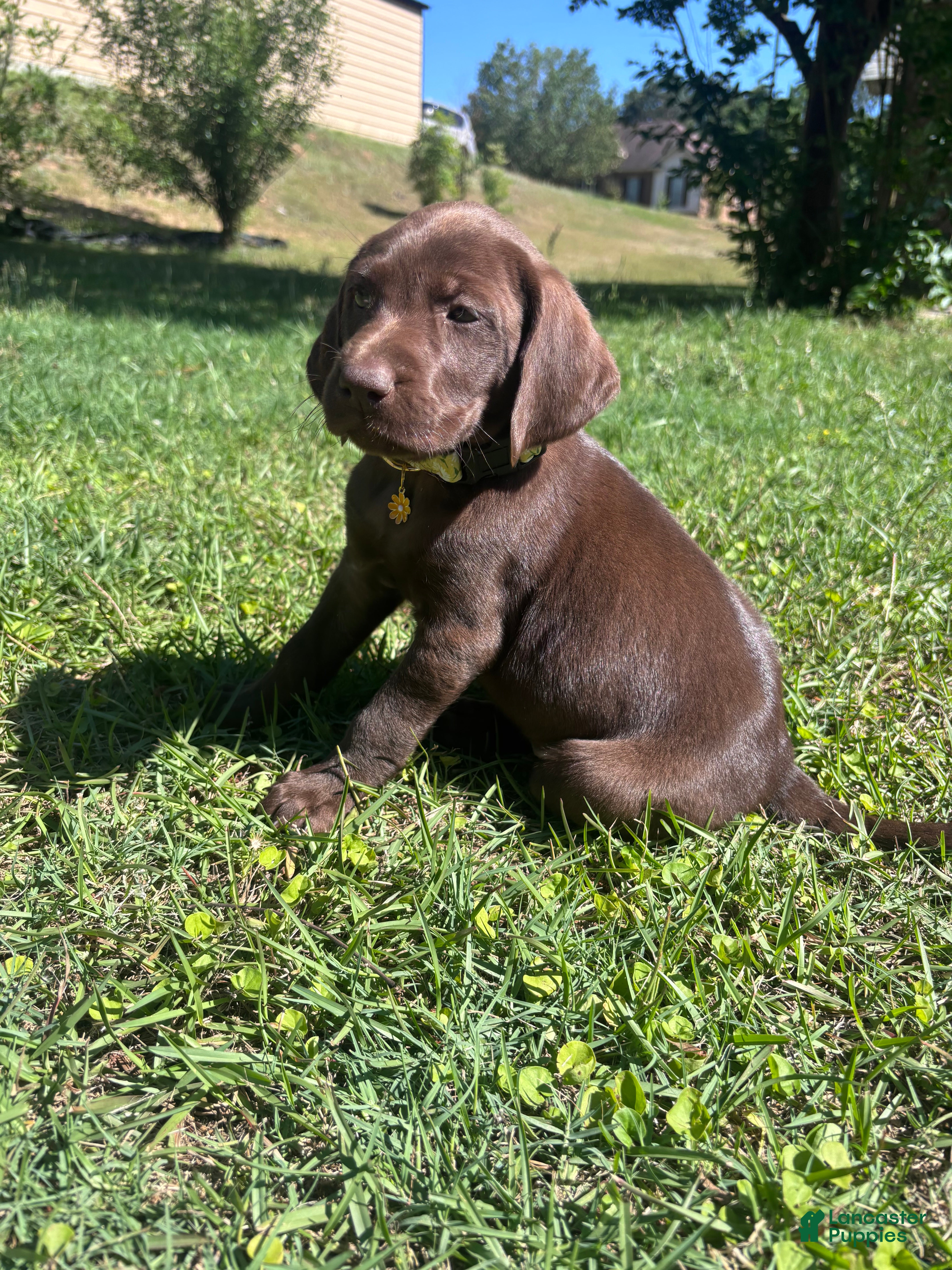 Mixed Breed dogs Mixed Breed Puppy 4 - Ad 42