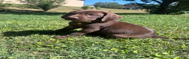 Mixed Breed Puppy 4