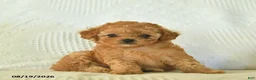 Toy Poodle dogs for sale: Moonbeam  - Ad 3