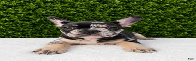 French Bulldog 1