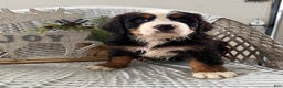 Bernese Mountain Dog dogs for sale: Barney - Ad 4