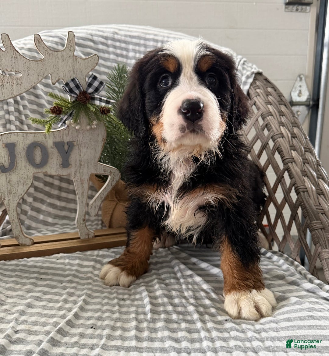 Bernese Mountain Dog dogs for sale: Barney - Ad 4